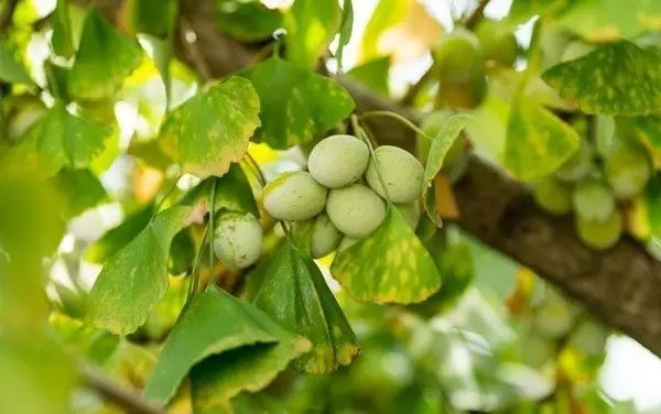 银杏树种植技巧_银杏种植树技术与管理_银杏树的种植技术