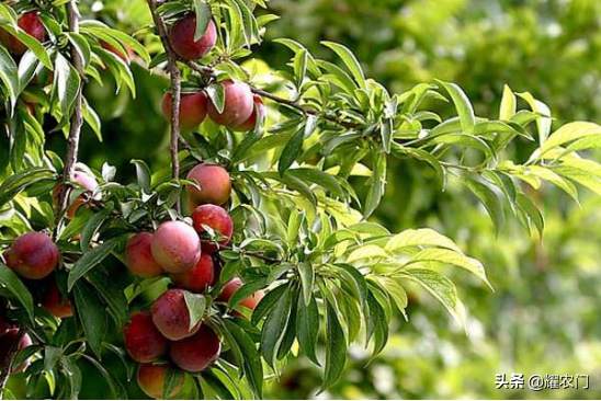 李子种子种植技术要点_李子种子种植方法_李子种子种植技术