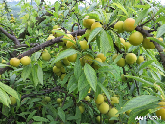 李子种子种植技术要点_李子种子种植技术_李子种子种植方法