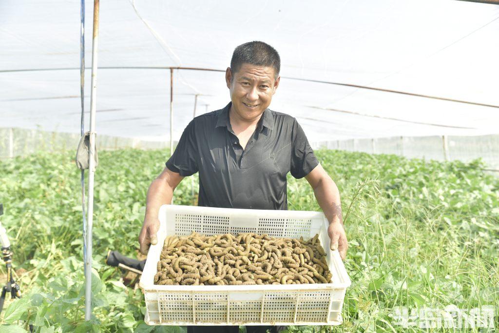 种植致富虫_养虫致富_致富经昆虫养殖