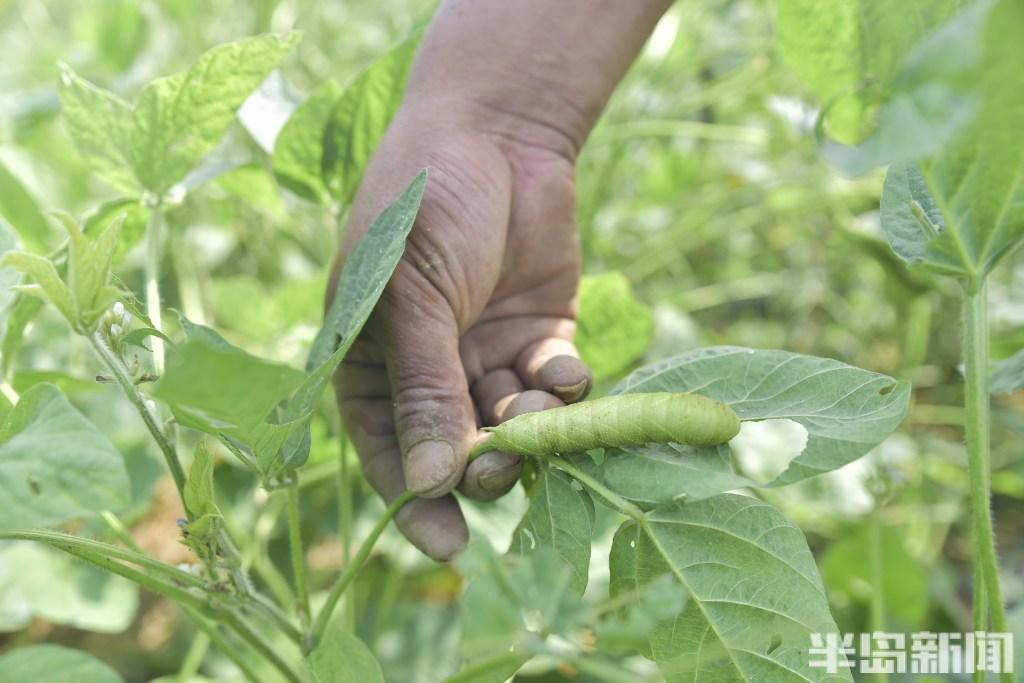 种植致富虫_养虫致富_致富经昆虫养殖