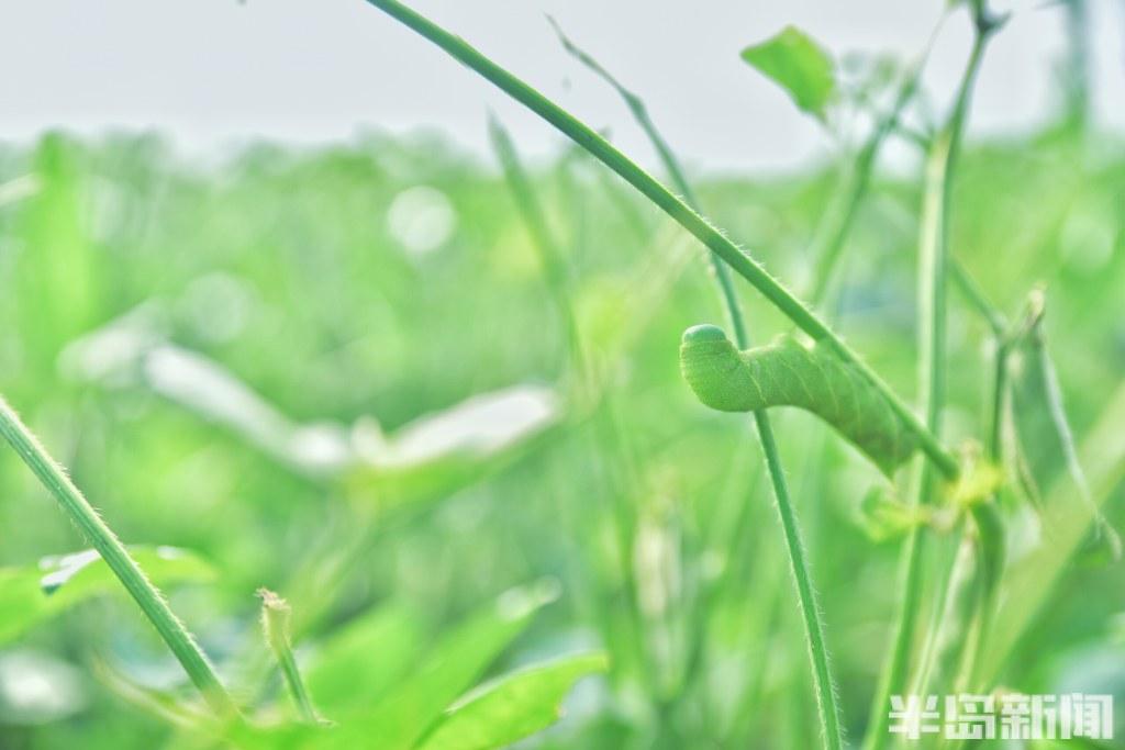 养虫致富_种植致富虫_致富经昆虫养殖