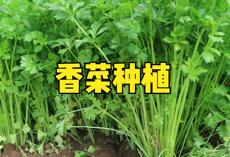 食香菜怎么种植技术_香菜种植经验_香菜种植技术及管理科技苑