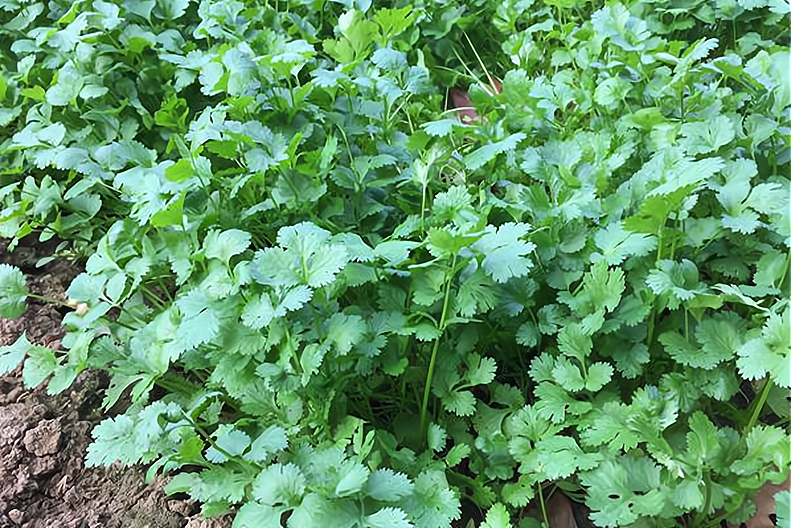 食香菜怎么种植技术_香菜种植技术及管理科技苑_香菜种植经验