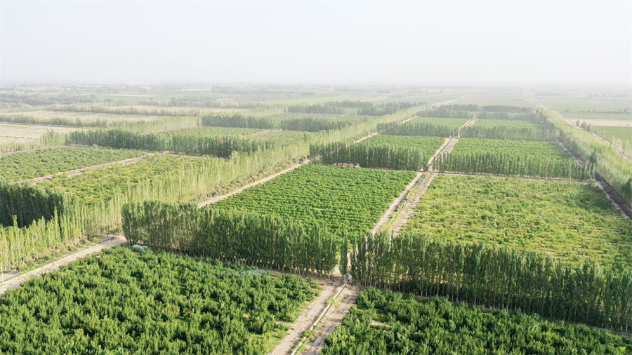 大量种植致富树_致富种植树大量种子_种树致富全部视频