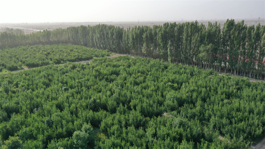 种树致富全部视频_大量种植致富树_致富种植树大量种子