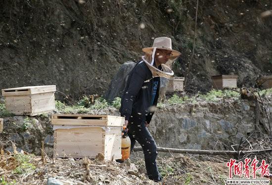 致富蜂蜜养殖土豆好吗_致富经土蜂蜜养殖_致富蜂蜜养殖土豆视频