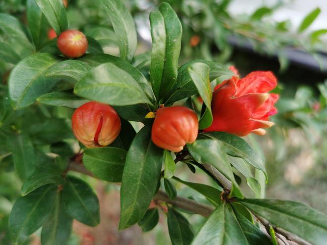 种杏树赚钱吗_杏树种植致富_致富种植杏树图片大全