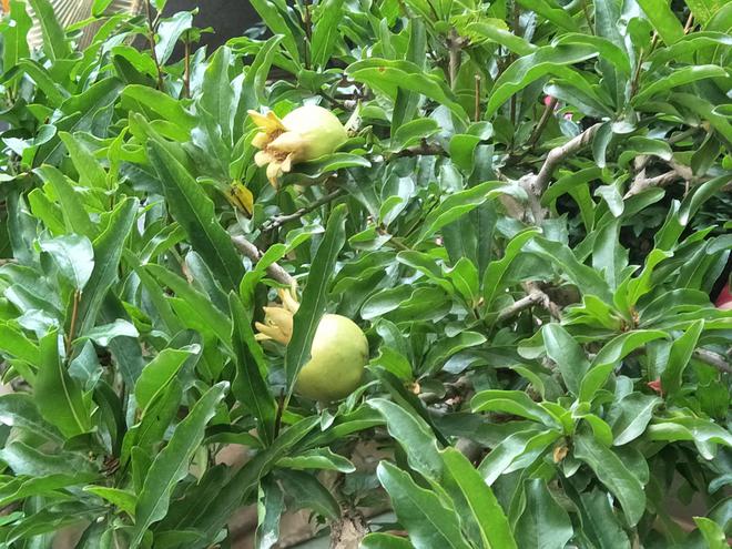 致富种植杏树图片大全_种杏树赚钱吗_杏树种植致富