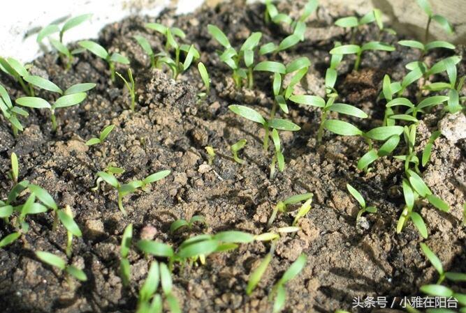 香菜种植最简单方法_香菜种植技术要点_食香菜怎么种植技术