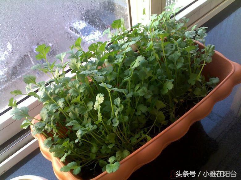 香菜种植技术要点_食香菜怎么种植技术_香菜种植最简单方法