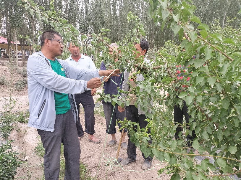 英吉沙县：加强杏树夏季管理 确保持续丰产丰收