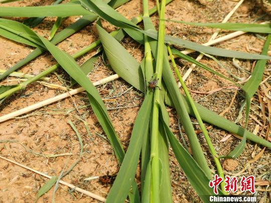 致富经昆虫养殖_种植致富虫_养虫致富