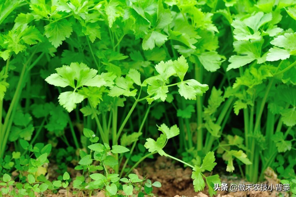 食香菜怎么种植技术_香菜种植最简单方法_香菜种植技术要点