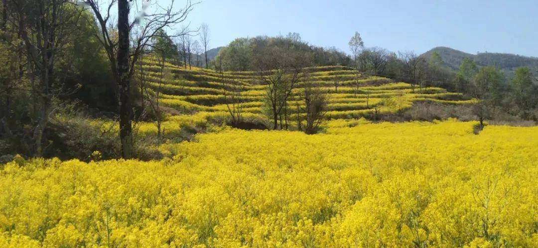 花卉 种植 致富_种花致富选什么品种_花卉致富种植方案