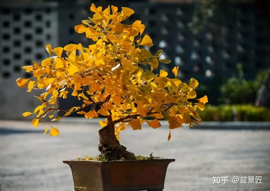 银杏种植技术与管理_银杏种植技术要点_银杏种植技术