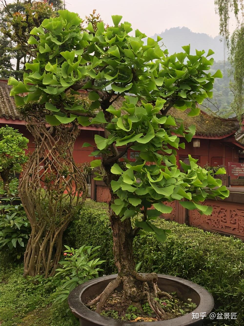 银杏种植技术要点_银杏种植技术_银杏种植技术与管理