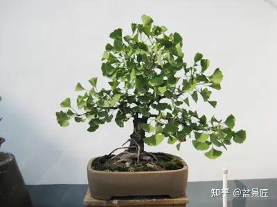 银杏种植技术要点_银杏种植技术_银杏种植技术与管理