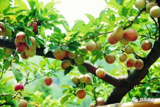 李子种子种植技术视频_李子种子种植方法_李子种子种植技术