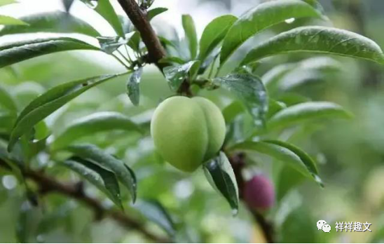 李子种子种植技术_李子种子种植方法_李子种子种植技术视频