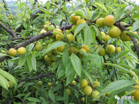 李子种子种植技术视频_李子种子种植方法_李子种子种植技术