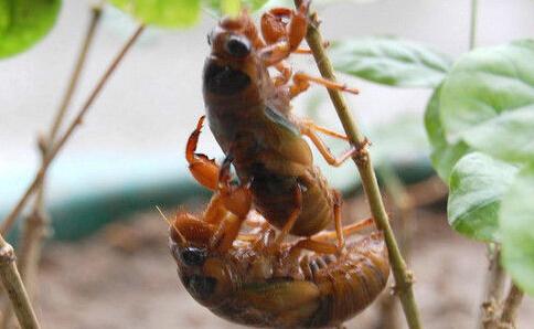 养虫致富_致富经养虫子鸡视频全集_种植致富虫