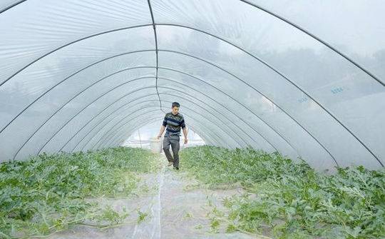 一个都不能少｜种西瓜栽草莓 自贡自流井脱贫户年入10余万走上致富路