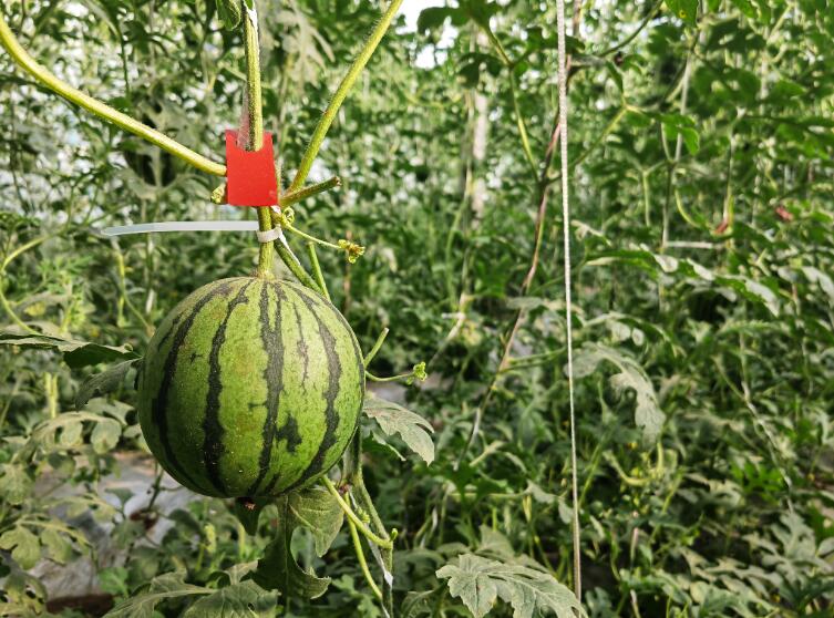 西瓜种植铺就致富路_种植西瓜增收致富_农业种植致富项目西瓜