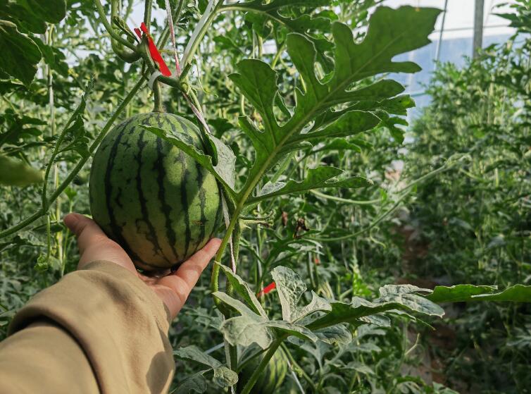 西瓜种植铺就致富路_农业种植致富项目西瓜_种植西瓜增收致富