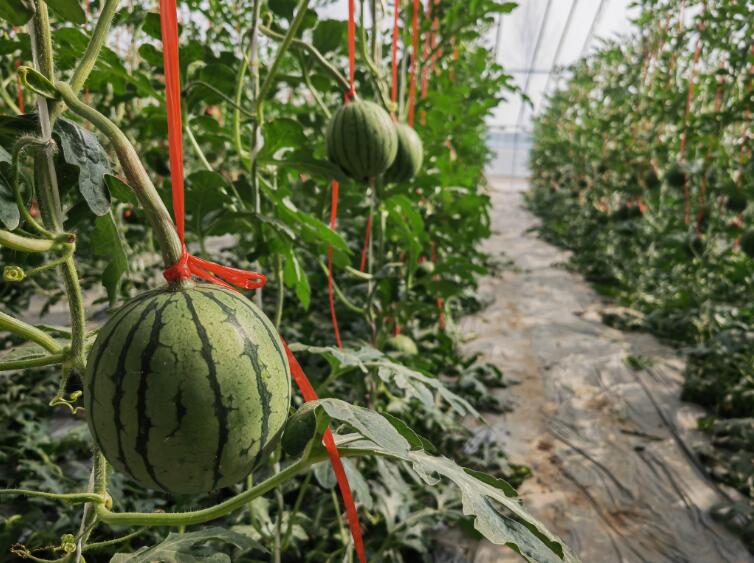 西瓜种植铺就致富路_农业种植致富项目西瓜_种植西瓜增收致富