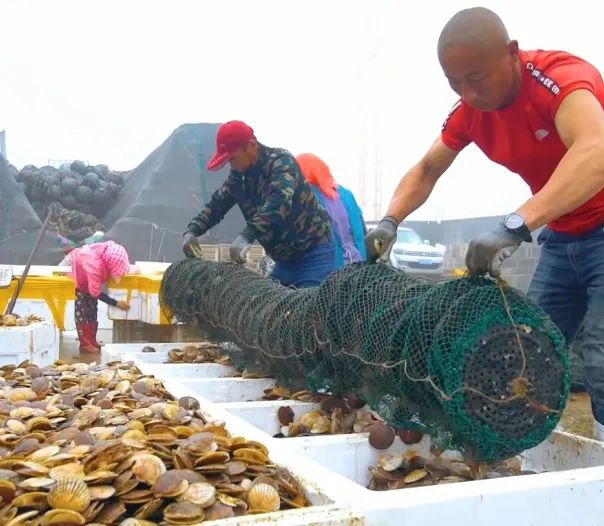 致富经海上_致富海岛港版一肖中特_海岛上的致富羊