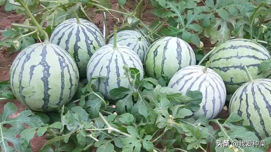 西瓜种植管理家技术里面有什么_家里西瓜种植技术和管理_西瓜种植管理家技术里有什么