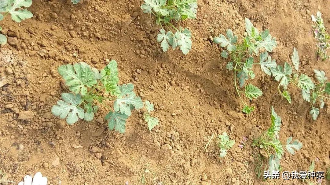 西瓜种植管理家技术里有什么_家里西瓜种植技术和管理_西瓜种植管理家技术里面有什么