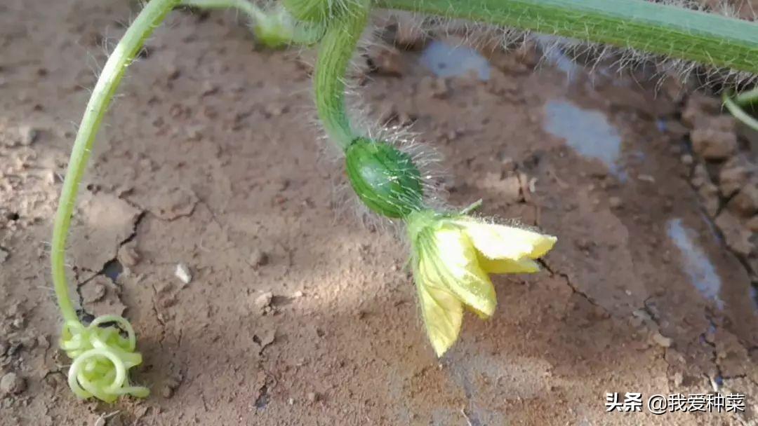 西瓜种植管理家技术里面有什么_西瓜种植管理家技术里有什么_家里西瓜种植技术和管理