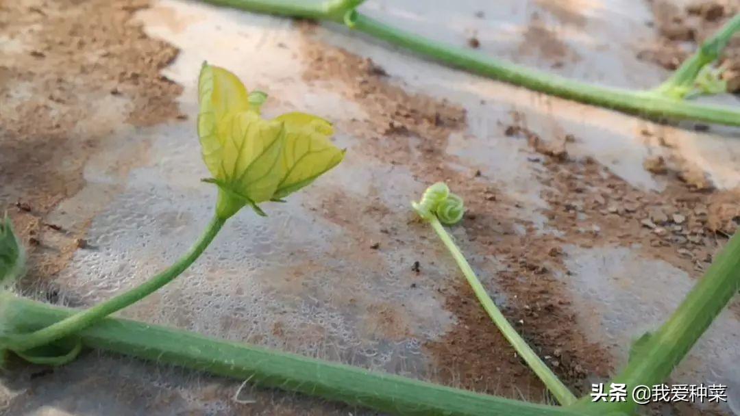 西瓜种植管理家技术里面有什么_家里西瓜种植技术和管理_西瓜种植管理家技术里有什么