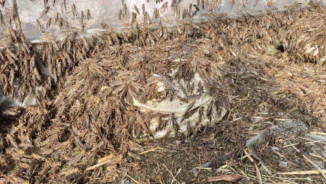 致富经养虫子鸡视频全集_种植致富虫_致富经昆虫养殖