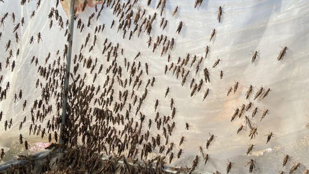 致富经昆虫养殖_致富经养虫子鸡视频全集_种植致富虫