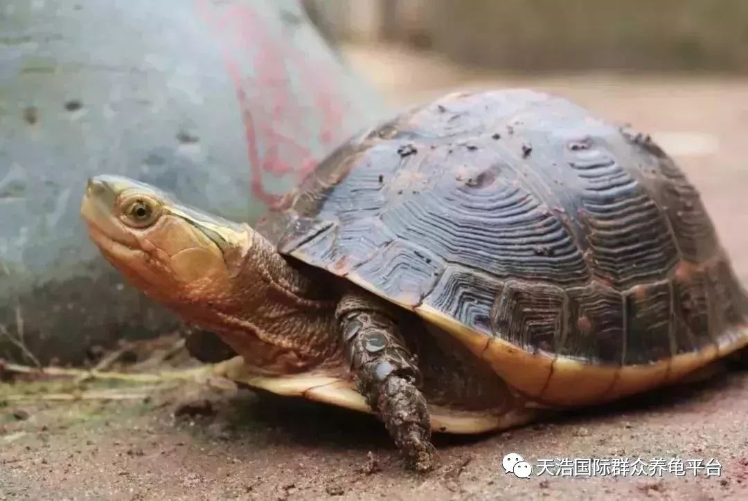 石龟池种什么植物好_石钱龟室内养殖技术_石龟养殖池建造方法