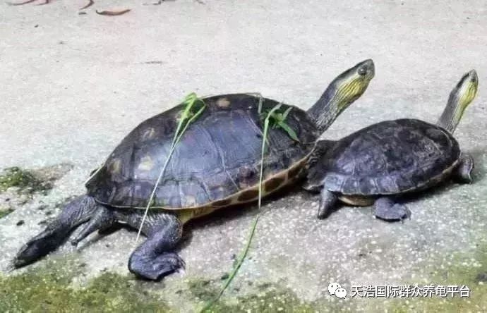 石钱龟室内养殖技术_石龟池种什么植物好_石龟养殖池建造方法