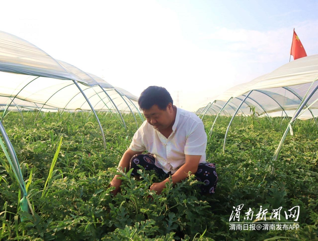 种植西瓜增收致富_致富经西瓜种植全视频_西瓜种植效益