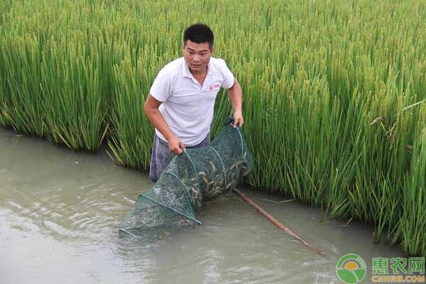 养殖泥鳅有什么风险？1亩投苗400斤成本及利润分析