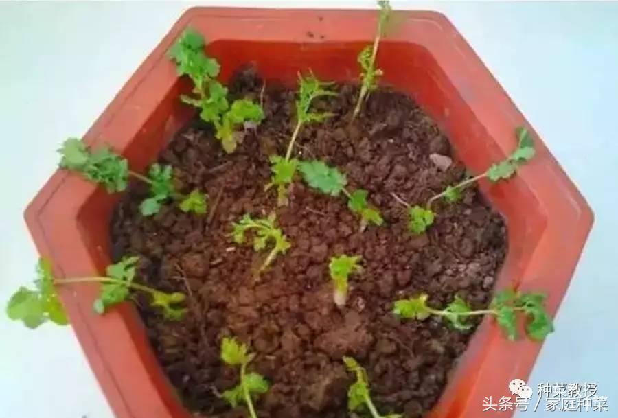 香菜种植最简单方法_食香菜怎么种植技术_香菜种植经验