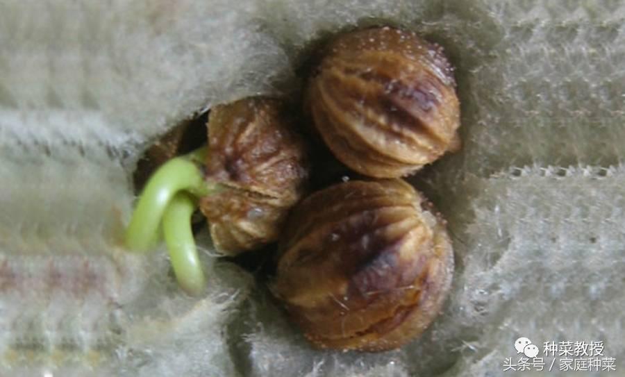 香菜种植经验_食香菜怎么种植技术_香菜种植最简单方法