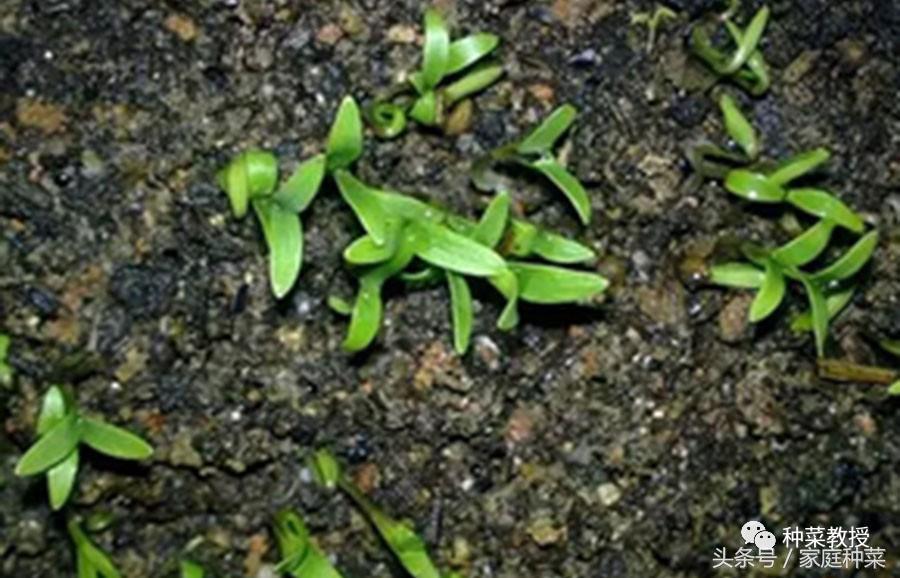 香菜种植经验_食香菜怎么种植技术_香菜种植最简单方法