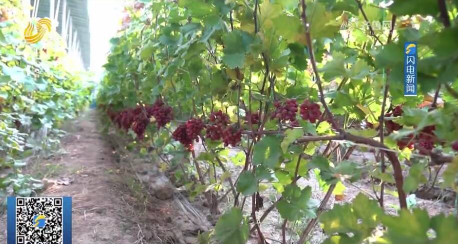 东营种植结构_东营种什么合适农作物_东营种植致富