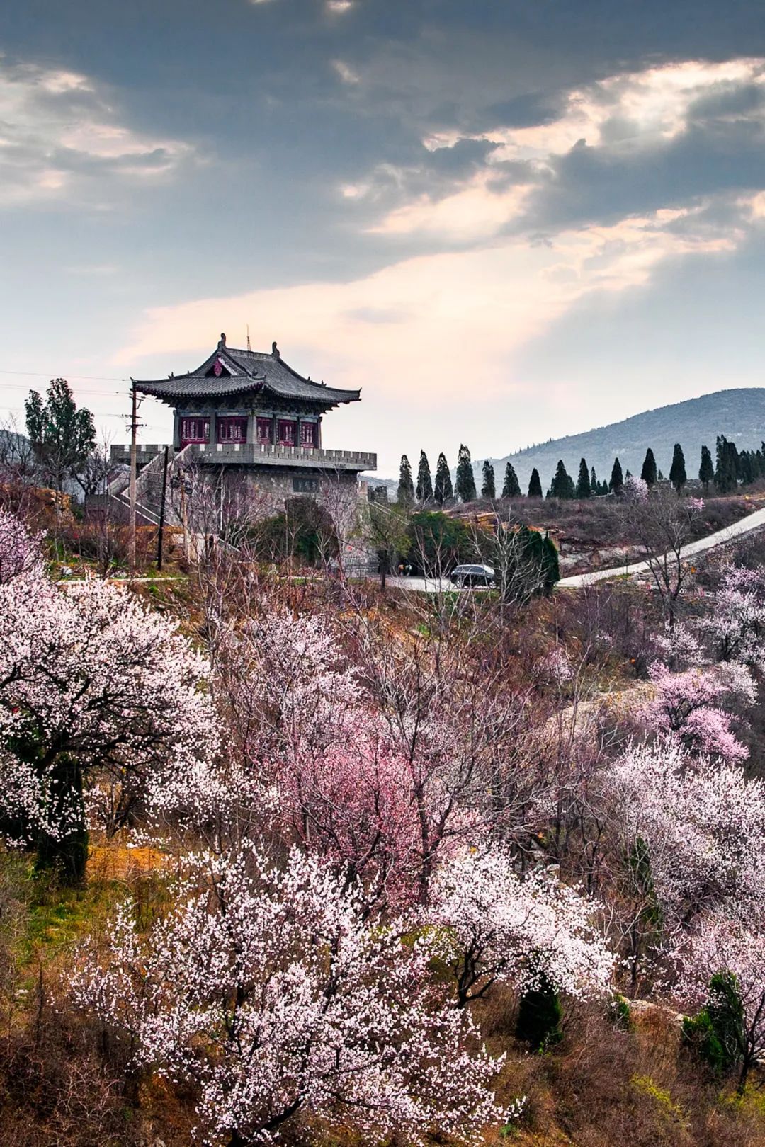 种植杏树效益怎么样_杏树种植致富_致富种植杏树图片