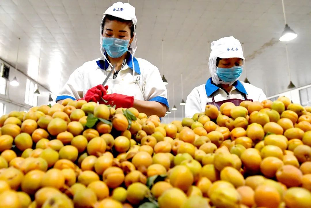 杏树种植致富_种植杏树效益怎么样_致富种植杏树图片