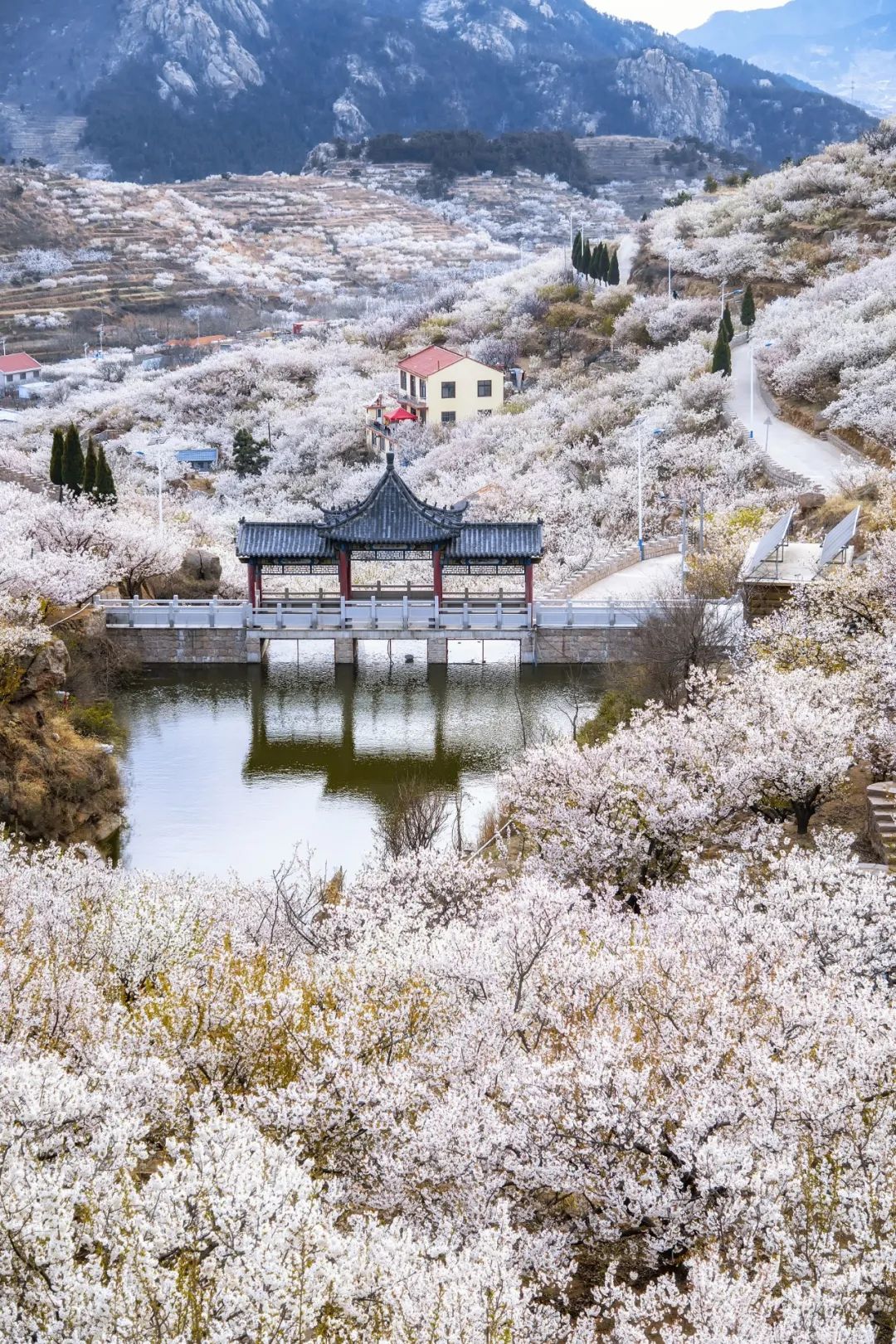 种植杏树效益怎么样_致富种植杏树图片_杏树种植致富