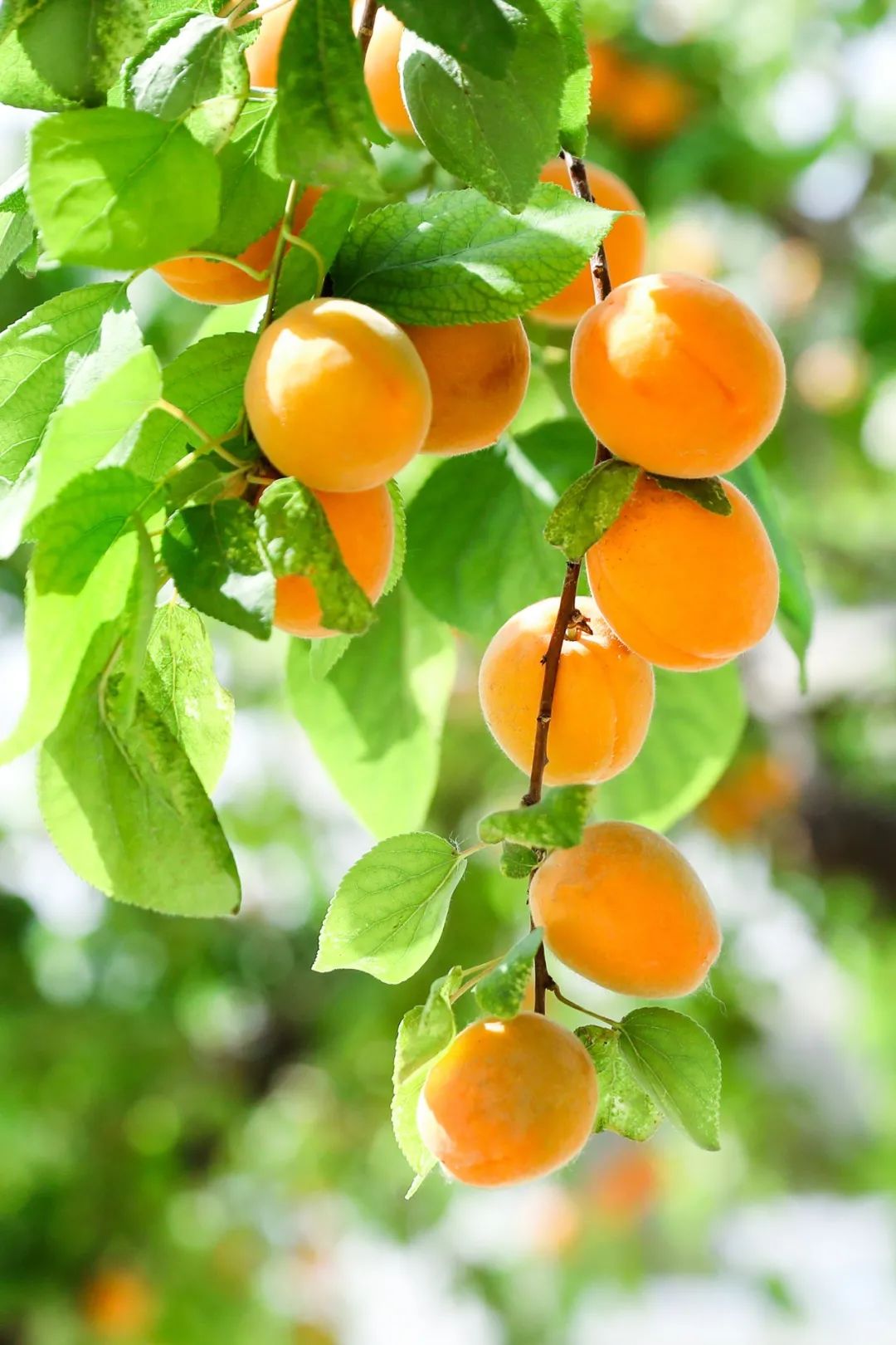 致富种植杏树图片_杏树种植致富_种植杏树效益怎么样