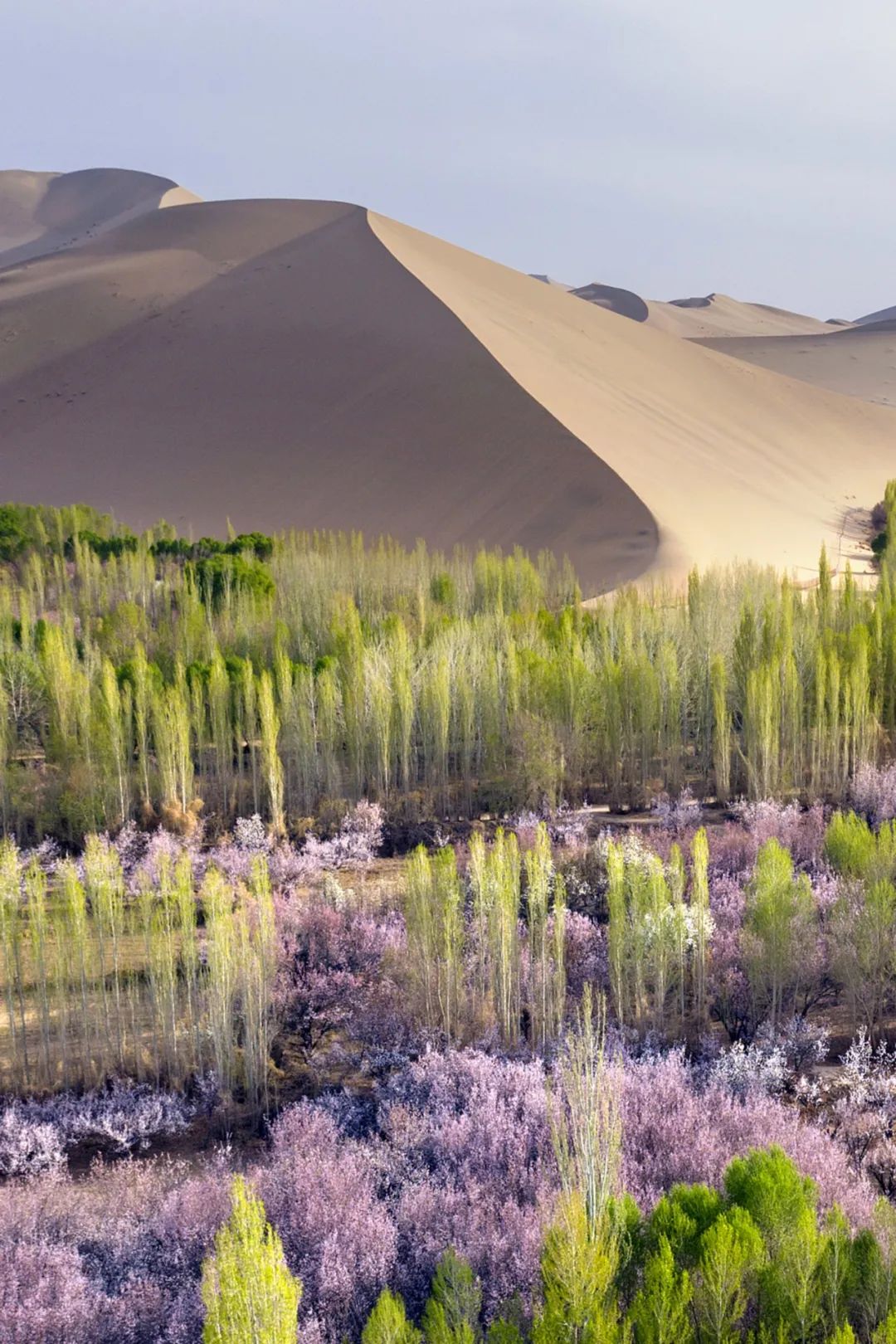 种植杏树效益怎么样_致富种植杏树图片_杏树种植致富